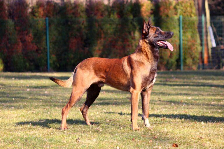 Professional K9 Dog Training Center Ultimatek9training