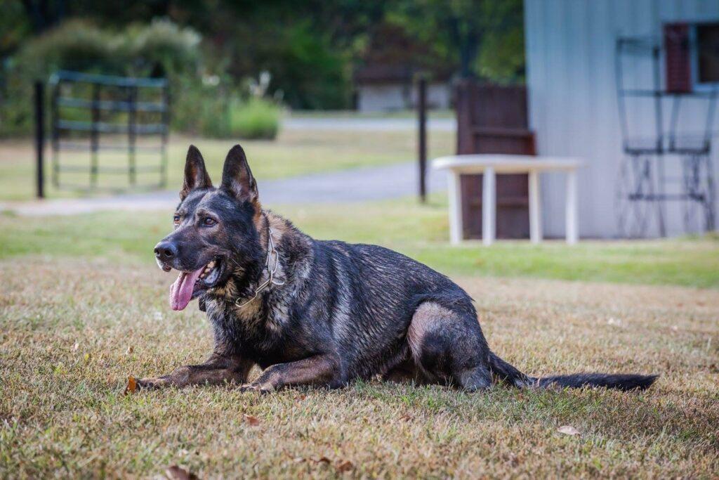 K9 Dog Trainer in St Louis Obedience Dog Training St Louis