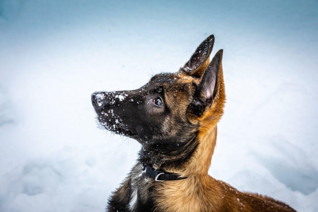 K9 Dog Trainer in St Louis Obedience Dog Training St Louis
