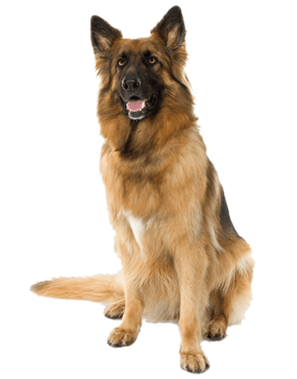 Visual Journey Through K9 Dog Training Our Gallery Unveiled