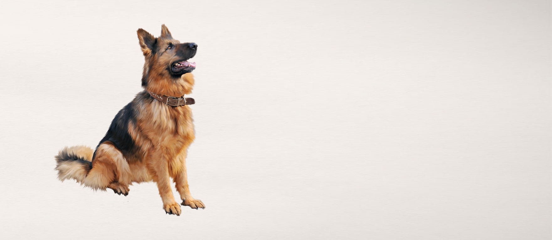 K9 Dog Trainer in St Louis Obedience Dog Training St Louis